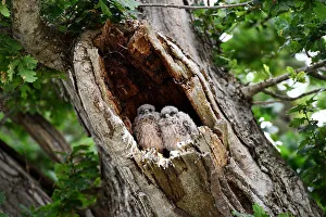 Baby owls are seen in a tree at Worthy Farm in Somerset during the Glastonbury Festival Baby owls are seen in a tree at Worthy Farm in Somerset during the Glastonbury Festival