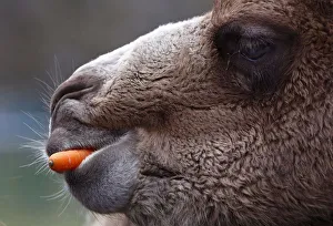 A Bactrian camel eats a carrot thrown into his enclosure by visitors at wildlife park A Bactrian camel eats a carrot thrown into his enclosure by visitors at wildlife park
