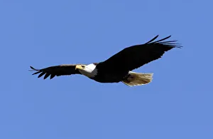 A bald eagle flies over the tree tops in West Newbury A bald eagle flies over the tree tops in West Newbury