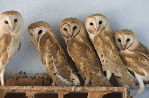 Barn owls stand inside their enclosure at Ghamadan zoo Barn owls stand inside their enclosure at Ghamadan zoo