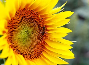 A bee collects nectar on a sunflower in a field near Frauenkirchen in Austria A bee collects nectar on a sunflower in a field near Frauenkirchen in Austria