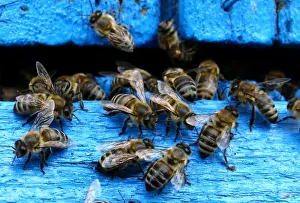 Bees come in and out from a beehive at beekeeper Baranenkos bee-garden in the village of Bees come in and out from a beehive at beekeeper Baranenkos bee-garden in the village of