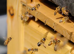 Bees are seen on the frame of a beehive in Denee Bees are seen on the frame of a beehive in Denee
