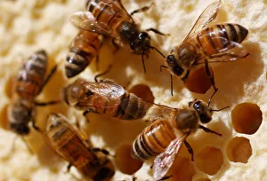 Bees are seen on a frame from a beehive in Hoerdt near Strasbourg Bees are seen on a frame from a beehive in Hoerdt near Strasbourg