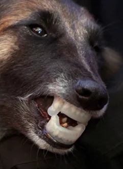 Belgium shepherd dog wears anti-bite protection on its teeth during presentation at the Belgium shepherd dog wears anti-bite protection on its teeth during presentation at the