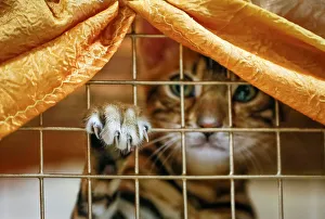 A Bengal kitten looks on inside a cage during a local cat exhibition in Almaty A Bengal kitten looks on inside a cage during a local cat exhibition in Almaty