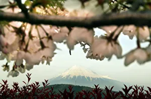 BEST QUALITY AVAILABLE JAPAN'S MOUNT FUJI IS SEEN BEHIND BLOOMING CHERRY BLOSSOMS IN FUJI BEST QUALITY AVAILABLE JAPAN'S MOUNT FUJI IS SEEN BEHIND BLOOMING CHERRY BLOSSOMS IN FUJI