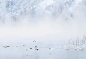BEST QUALITY AVAILABLE Wild ducks fly across the Siberian river Yenisey at sub-zero BEST QUALITY AVAILABLE Wild ducks fly across the Siberian river Yenisey at sub-zero