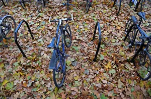 Bicycle bays are seen covered in fallen leaves in London, Britain Bicycle bays are seen covered in fallen leaves in London, Britain