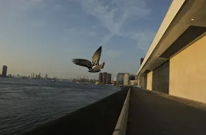 A bird flies away over the East River during the 2019 United Nations Climate Action A bird flies away over the East River during the 2019 United Nations Climate Action