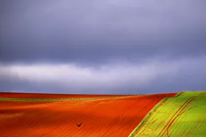 A bird flies above a paddock that has been ploughed on a farm located on the outskirts of A bird flies above a paddock that has been ploughed on a farm located on the outskirts of