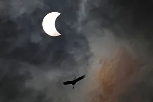 A bird flies during the solar eclipse in Bangkok A bird flies during the solar eclipse in Bangkok
