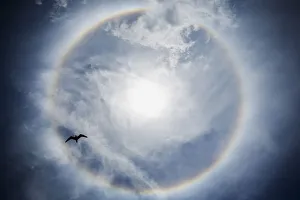 A bird flies underneath an atmospheric phenomenon known as a sun dog in the sky over A bird flies underneath an atmospheric phenomenon known as a sun dog in the sky over