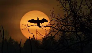 A bird sits on a branch of a tree in Turin, Italy A bird sits on a branch of a tree in Turin, Italy