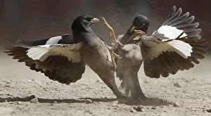 Two birds fight near the village of Jelawar in the Arghandab Valley north of Kandahar Two birds fight near the village of Jelawar in the Arghandab Valley north of Kandahar