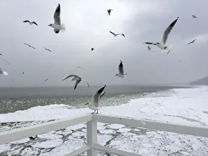 Birds fly over the partly frozen Baltic sea near the Orlowo pier in Gdynia Birds fly over the partly frozen Baltic sea near the Orlowo pier in Gdynia