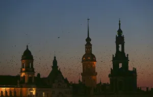 Birds fly above the riverside skyline on the embankment of Elbe river in Dresden Birds fly above the riverside skyline on the embankment of Elbe river in Dresden