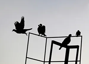 Birds sit on a roof in Berlin as one flies off Birds sit on a roof in Berlin as one flies off