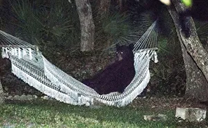 A black bear lies on a hammock at a residential back yard in Daytona Beach Florida A black bear lies on a hammock at a residential back yard in Daytona Beach Florida