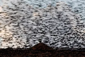 A Black Kite is seen perched against a backdrop of migrating starlings in the sky near A Black Kite is seen perched against a backdrop of migrating starlings in the sky near