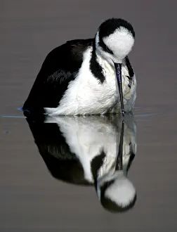 A black-necked stilt in Batuco A black-necked stilt in Batuco