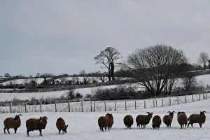 Black sheep are seen in the snow in Hillsborough Black sheep are seen in the snow in Hillsborough