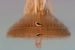A black-winged stilt walks as the RT-70 radio telescope is reflected in the Galgasskoye A black-winged stilt walks as the RT-70 radio telescope is reflected in the Galgasskoye