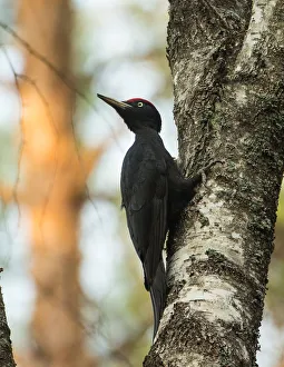 Black woodpecker is seen on a tree in a forest near the village of Vyganashchy Black woodpecker is seen on a tree in a forest near the village of Vyganashchy