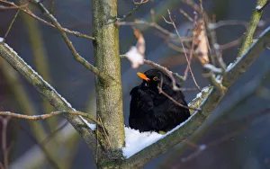 A blackbird rests on a tree as the air temperature drops to about minus 12 degrees A blackbird rests on a tree as the air temperature drops to about minus 12 degrees