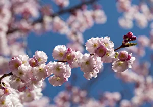 Full bloom cherry blossoms are pictured inside a public park on a spring day in Lausanne Full bloom cherry blossoms are pictured inside a public park on a spring day in Lausanne