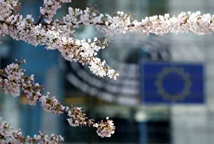 A blooming cherry tree is seen near the EU Parliament on a sunny spring day in Brussels A blooming cherry tree is seen near the EU Parliament on a sunny spring day in Brussels