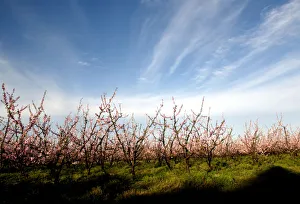 Blossoming peach trees are seen in an orchard in Melilla, on the outskirts of Montevideo Blossoming peach trees are seen in an orchard in Melilla, on the outskirts of Montevideo