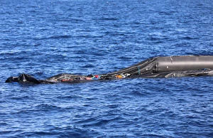 Related Images Collection: A boat that was carrying immigrants is seen in the Mediterranean Sea off the coast of