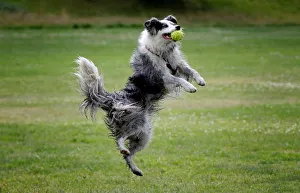 A border collie jumps to catch a ball in Enfield Town Park, London A border collie jumps to catch a ball in Enfield Town Park, London