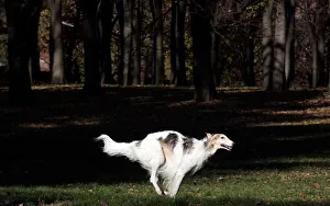 A Borzoi, known also as Russian wolfhound, runs in a park in Milan A Borzoi, known also as Russian wolfhound, runs in a park in Milan