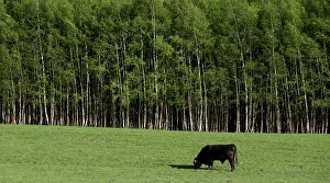 A bull grazes at a farm in the village of Jitrava near Liberec A bull grazes at a farm in the village of Jitrava near Liberec