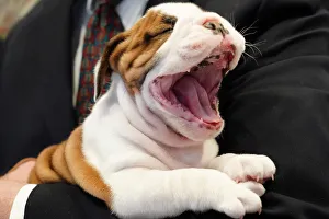 A Bulldog owned by Peter Festa yawns, at the American Kennel Clubs Museum of the Dog A Bulldog owned by Peter Festa yawns, at the American Kennel Clubs Museum of the Dog