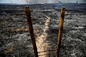 Burnt ground and trees are seen on the Israeli side of the border between Israel Burnt ground and trees are seen on the Israeli side of the border between Israel