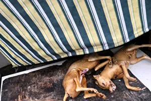 Butchered dogs are seen on sale at a stall inside a meat market during the local dog meat Butchered dogs are seen on sale at a stall inside a meat market during the local dog meat