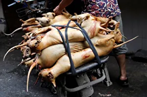 Butchered dogs are transported to a vendors stall at a market during the local dog meat Butchered dogs are transported to a vendors stall at a market during the local dog meat