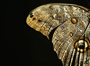 Butterflies from around the world fill the bird aviary for the next month at the San Butterflies from around the world fill the bird aviary for the next month at the San
