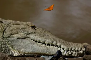 A butterfly flies over a large crocodile in the Tarcoles River A butterfly flies over a large crocodile in the Tarcoles River