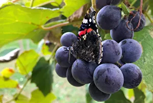 A butterfly rests on a bunch of grapes hanging from a vine in a small vineyard located A butterfly rests on a bunch of grapes hanging from a vine in a small vineyard located