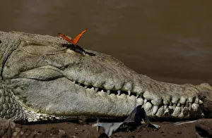 A butterfly is seen above the eye of a large crocodile in the Tarcoles River A butterfly is seen above the eye of a large crocodile in the Tarcoles River