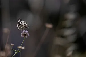 A butterfly is seen on a flower on Mount Hymettus in Athens A butterfly is seen on a flower on Mount Hymettus in Athens