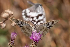 A butterfly is seen on a flower on Mount Hymettus in Athens A butterfly is seen on a flower on Mount Hymettus in Athens