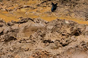 A butterfly stands on the mud outside Tham Luang cave complex A butterfly stands on the mud outside Tham Luang cave complex