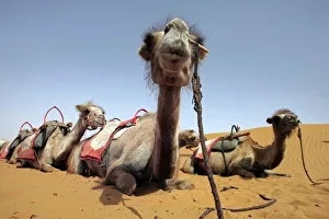 Camels rest at Tengeri Desert, on the outskirts of Zhongwei Camels rest at Tengeri Desert, on the outskirts of Zhongwei