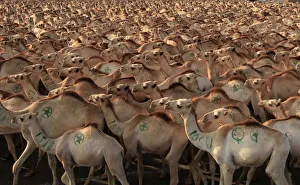 Camels are seen before being exported to Middle East countries, at the loading zone Camels are seen before being exported to Middle East countries, at the loading zone
