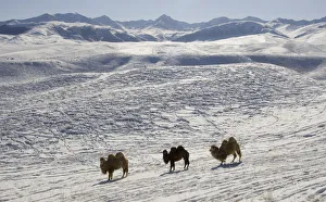 Camels are seen on the snow-covered Yshkonyr plateau outside Almaty Camels are seen on the snow-covered Yshkonyr plateau outside Almaty